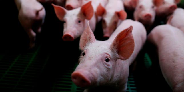 Annonces sur le bien-être animal : « C'est du saupoudrage »