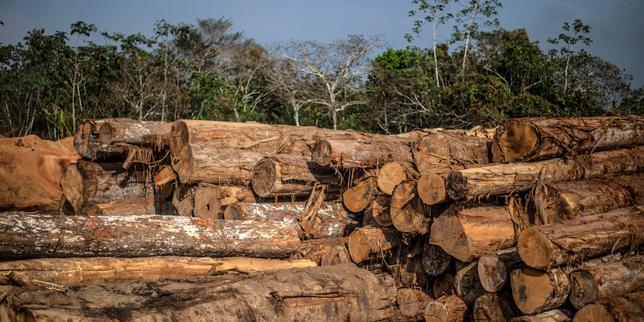 Le Pérou va relancer ses concessions forestières en Amazonie