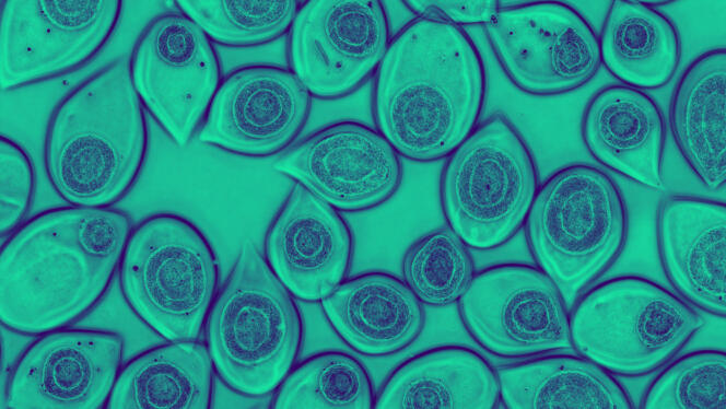 Sphères d’alginate qui contiennent les cellules souches pour les protéger lors de la multiplication.
