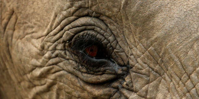 Un éléphant observé en liberté au Sénégal pour la première fois depuis des années