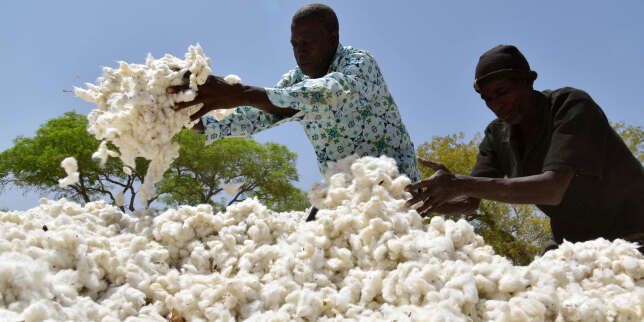 Le Burkina Faso inaugure une usine d'égrenage de coton bio