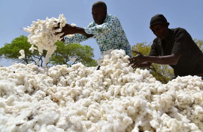 Récolte de coton à Boromo, au Burkina Faso, en mars 2017.