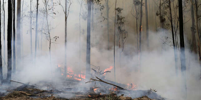 En Australie, l'état d'alerte déclaré à Canberra, sous la menace des feux de forêt