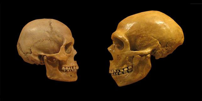 Neandertal est en chacun de nous