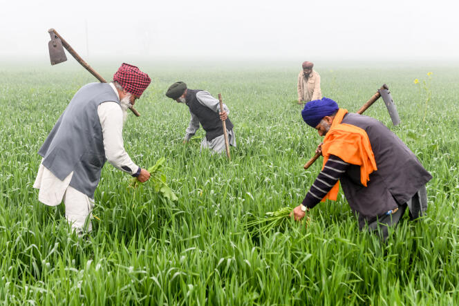Des agriculteurs dans un champ de blé en périphérie d’Amritsar (Pendjab), le 1er février.