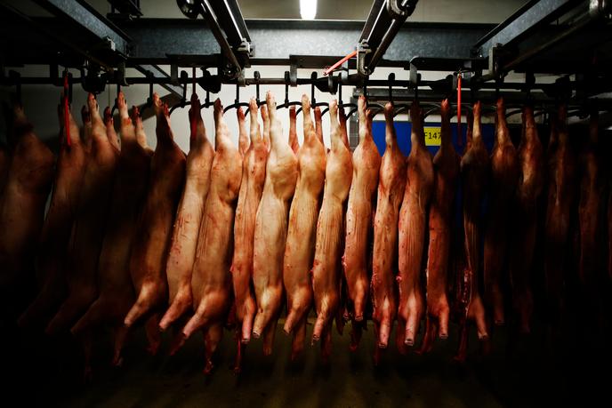 Dans un abattoir, à Sainte-Cécile (Manche), en 2018.