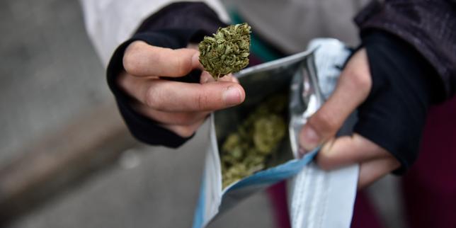L'Uruguay, laboratoire du cannabis libre