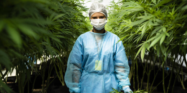 A worker stands for a photograph with a handful of cannabis plants inside a Fotmer SA greenhouse in Nueva Helvecia, Uruguay, on Tuesday, Feb. 26, 2019. In 2013 Uruguay became the first nation to legalize recreational marijuana, and now companies are looking outside their local market to turn the nation into a global medical marijuana leader. Photographer: Eilon Paz/Bloomberg via Getty Images