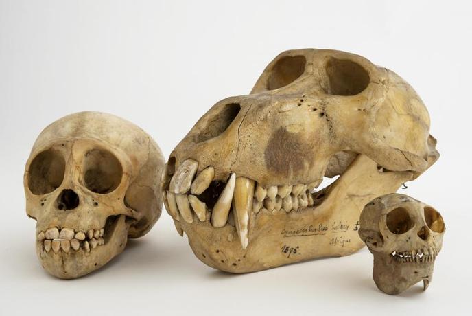 De gauche à droite : Crâne et mandibule d’orang-outan (Pongo pygmaeus abeli), Crâne et mandibule de mandrill (Mandrillus sphinx) et Crâne et mandibule d’ornate titi (Callicebus ornatus).