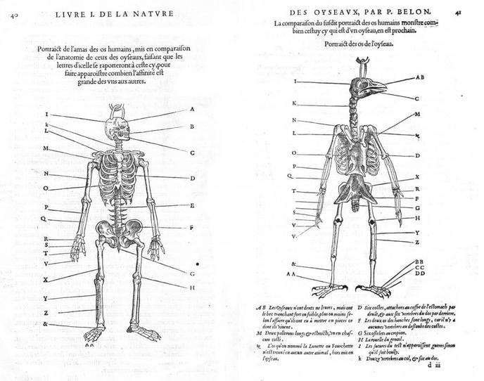 Cette gravure, tirée du livre de Pierre Belon du Mans « L’Histoire de la nature des oyseaux » (1555) , met en évidence les similitudes entre le squelette des oiseaux et celui des humains. Chaque lettre renvoie à un même nom d’os pour les deux espèces, qui sont dits « homologues ».