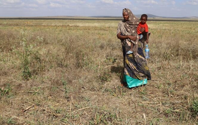 Une Ethiopienne de 35 ans dans son champ de blé endommagé par de fortes pluies et des criquets pèlerins, à Tuli Guled (Éthiopie), le 11 janvier.