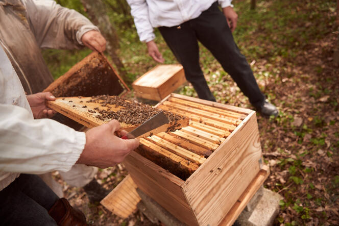 Au Domaine de Gueyze, des ruches connectées mesurent l’impact de certains produits sur la santé des abeilles.