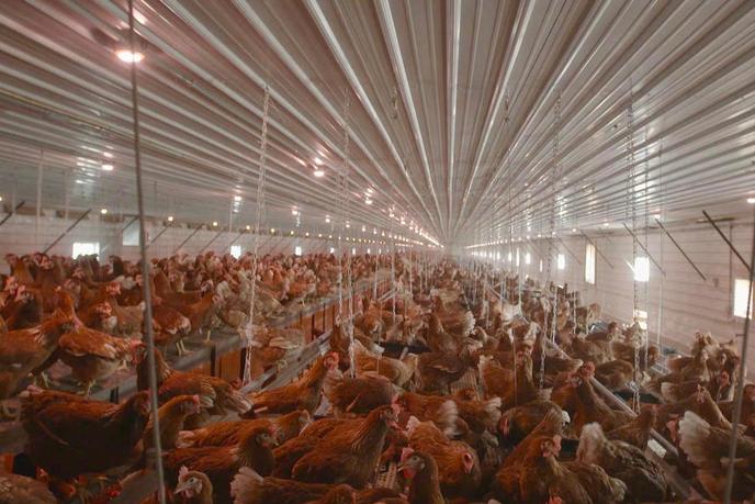 Le documentaire de Benoît Bringer met en lumière les sérieux problèmes de consommation et d’environnement posés par l’agriculture intensive.