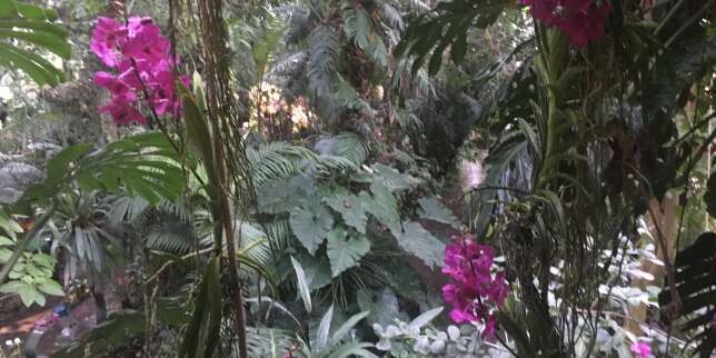 Les orchidées se mettent en scène, à Kew Gardens (près de Londres) et au Jardin des plantes (à Paris)