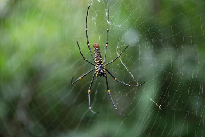 Une araignée « Nephila pilipes » dans sa toile.