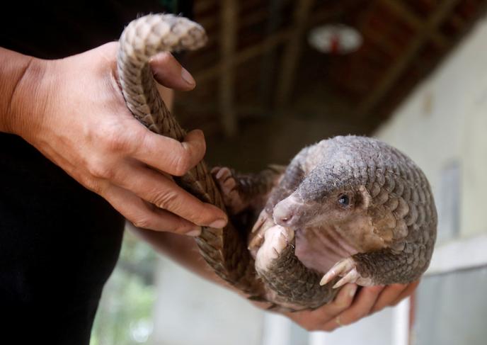 Le Pangolin Tient Il Sa Revanche Avec Le Nouveau Coronavirus