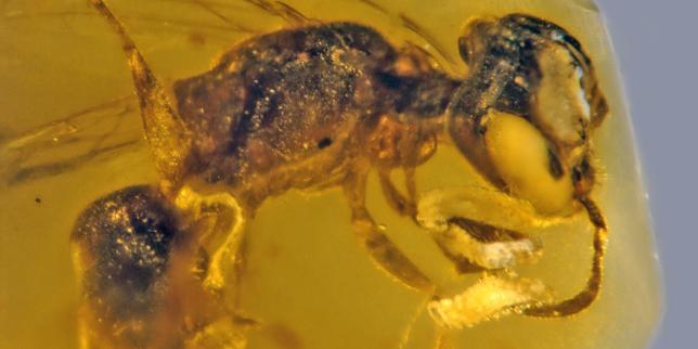 Une abeille de 100 millions d'années et autres infos scientifiques