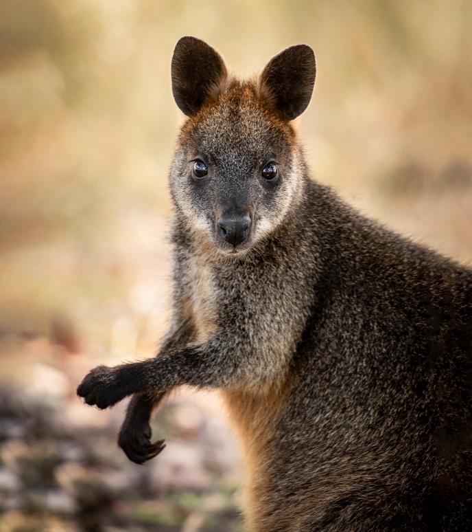 porte bébé wallaby