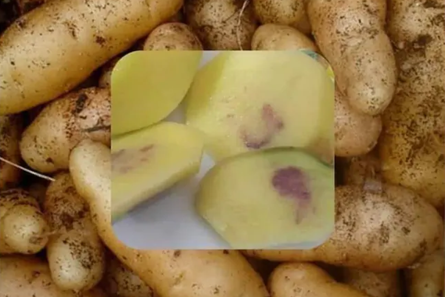 Les taches violettes dans les pommes de terre rendent-elles leur ...