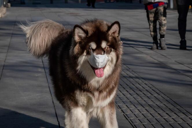 Certains propriétaires de chien pensent le protéger en lui faisant porter un masque, comme ici à Pékin, le 3 mars 2020.