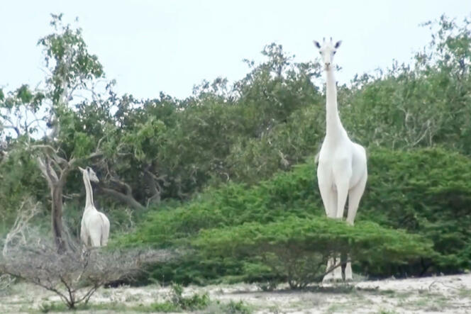 L’unique girafe blanche femelle et son petit répertoriés au Kenya, dans une réserve de Garissa, dans l’est du pays, en mai 2017.