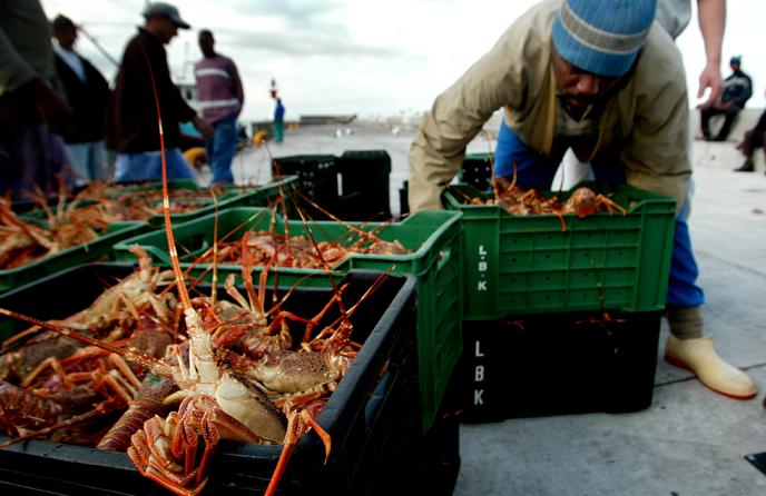 Un pêcheur au port de Kalk Bay, au Cap, en 2003. Les ventes de homards sud-africains, très dépendantes de la demande chinoise, ont été les premières affectées par l’épidémie de coronavirus.