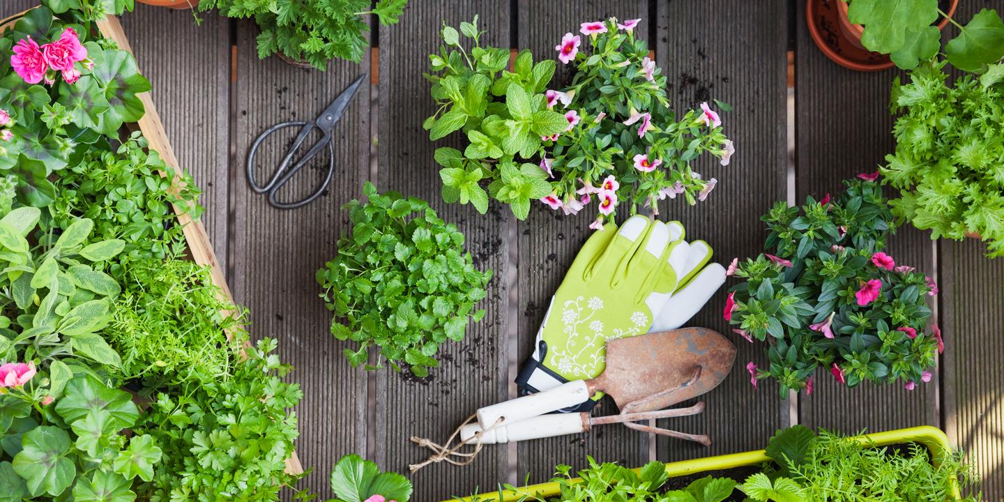 Que Planter En Janvier Sur Un Balcon Quatre Bons Plants Pour Jardiner Au Balcon