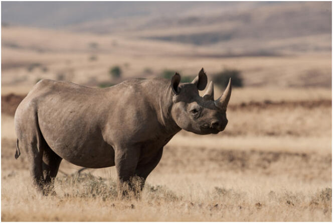 Entre 2012 et 2018, la population de rhinocéros noirs d’Afrique a augmenté de 2,5 % par an.