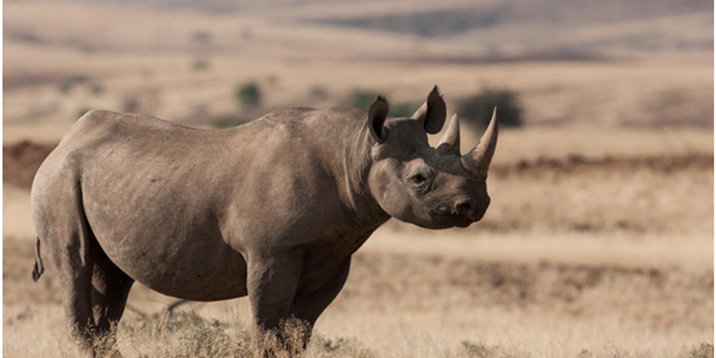 Toujours En Danger Critique D Extinction Les Rhinoceros Noirs D Afrique Sont Un Peu Plus Nombreux