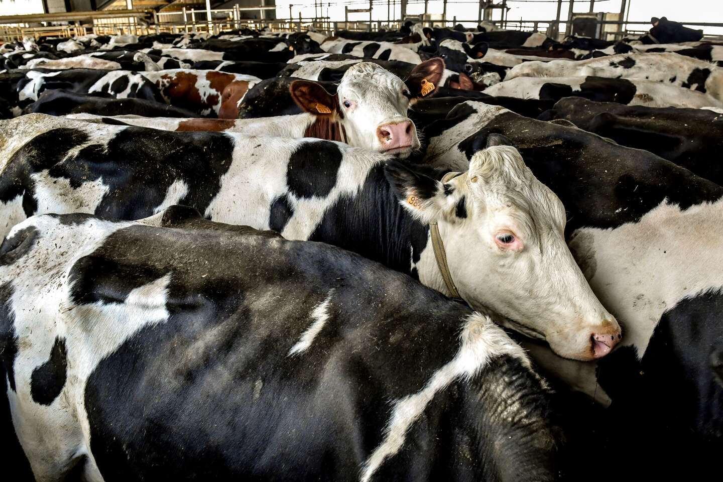 « Face aux enjeux moraux et juridiques découlant des exportations d’animaux vivants, nous soutenons un élevage de proximité respectueux »