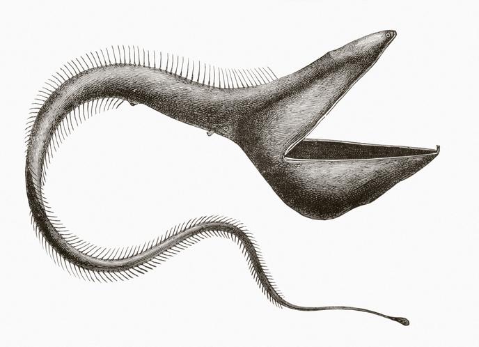 Eurypharynx pelecanoides, poisson des abysses. Illustration des années 1880.