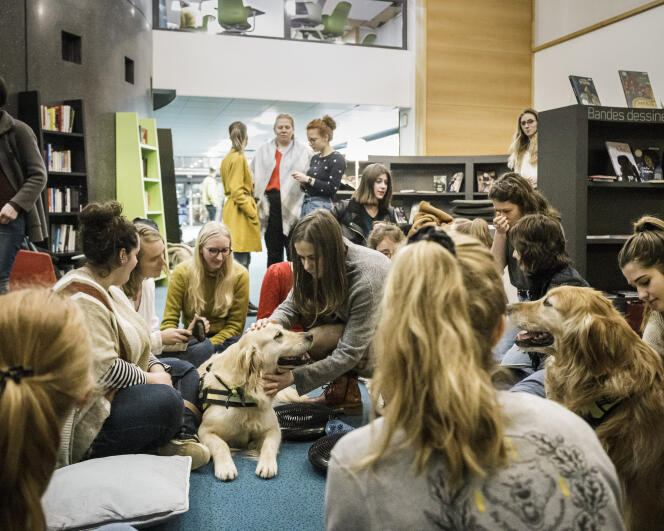 Atelier de médiation canine, le 4 mars, à la bibliothèque universitaire Saint-Serge d’Angers.
