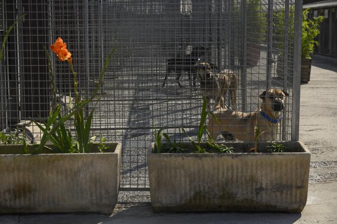 Prevenir Les Achats Impulsifs Fin Des Fermes A Chiots Des Pistes Contre L Abandon D Animaux De Compagnie