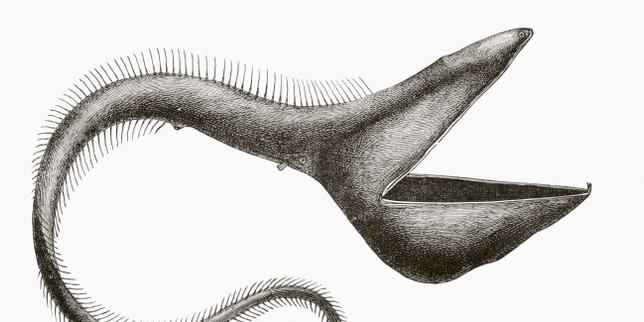 « Terra incognita » : Alain Corbin explore les chemins de la méconnaissance