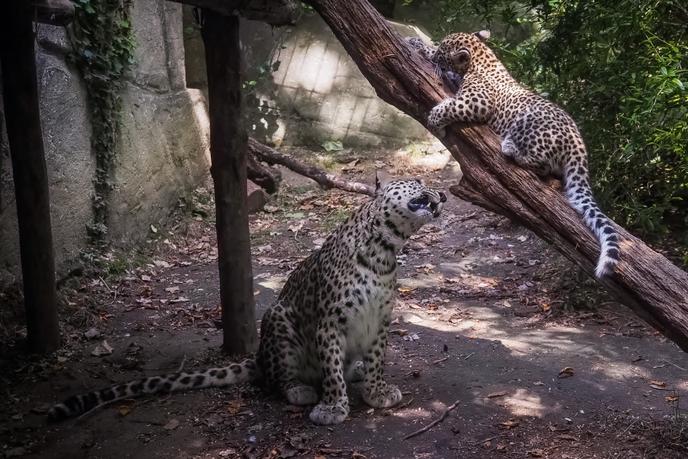 Au Zoo De Beauval Le Huis Clos Paisible Des Soigneurs Et Des Animaux