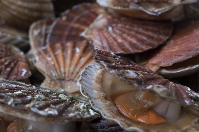 Des coquilles Saint-Jacques, au port de Grandcamp-Maisy (Calvados), en octobre 2018.