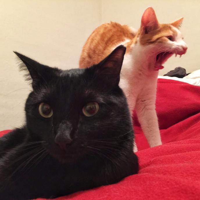 Le sage et l’excité.