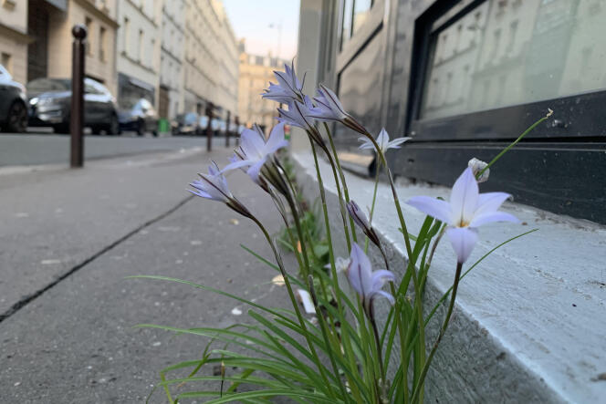 Iphéion du Paraguay, qui a fleuri les premiers jours du confinement, en bordure de trottoir, dans le 11e arrondissement, à Paris