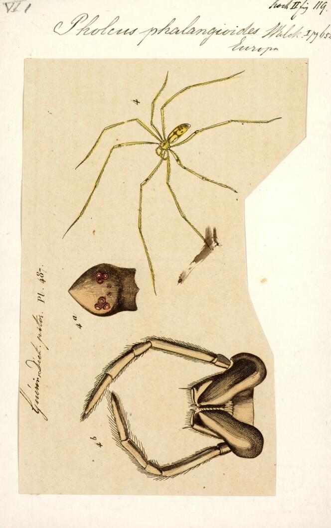 L’araignée « Pholcus phalangioides ».