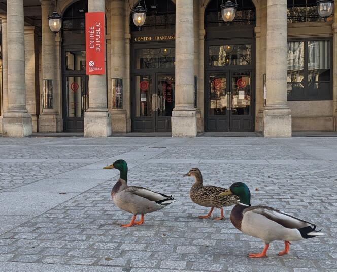 Des canards devant la Comédie-Française, place Colette à Paris, le 2 avril.