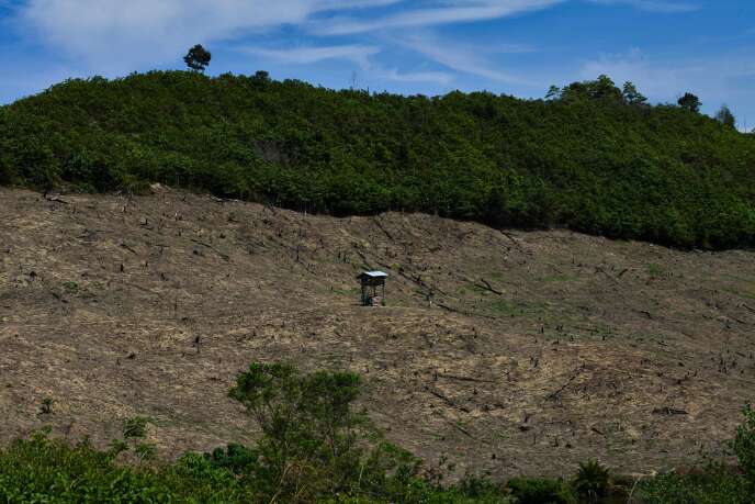 Des terres agricoles gagnées sur la forêt à Calang, dans la province d’Aceh en Indonésie, le 3 avril.