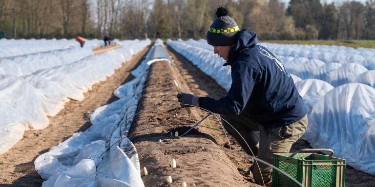 A man picks asparagus in a field in Brumath, eastern France, on April 2, 2020, on the seventeenth day of a lockdown aimed at curbing the spread of the COVID-19 (novel coronavirus). The asparagus sector has been severely hit by the virus epidemic, impacting the workforce (usually workers from Eastern European countries) as well as the distribution. The turnover is usually made mainly in direct sales, catering, and sales on the markets. All of these sales vectors are closed, due to the novel coronavirus. / AFP / PATRICK HERTZOG
