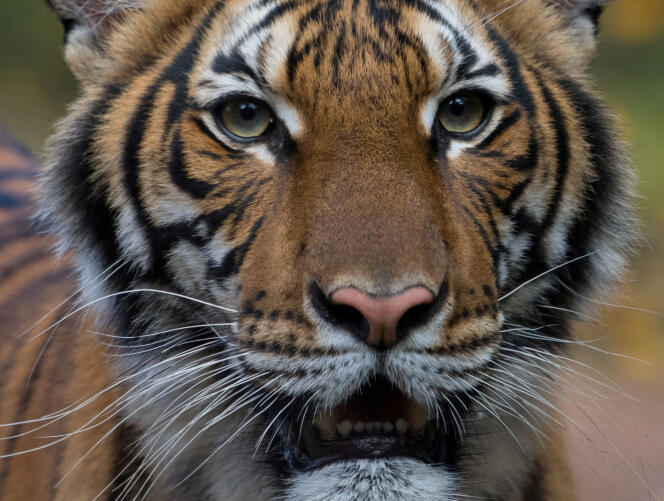 Nadia, femelle tigre de 4 ans qui a été testée positive au coronavirus, au zoo du Bronx à New York.