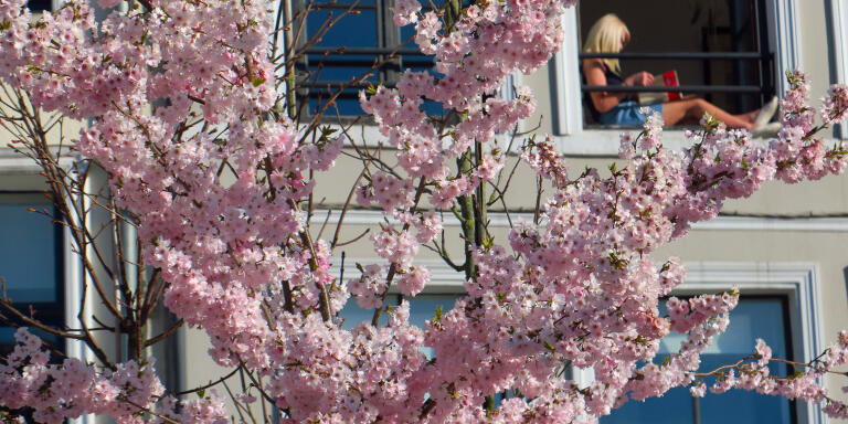 A woman reading a book at her window appears behind a blooming Japanese cherry tree in Lille, as a lockdown is imposed to slow the rate of the coronavirus disease (COVID-19) spread in France, March 24, 2020. REUTERS/Pascal Rossignol