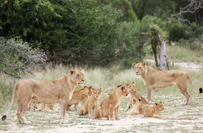 Une famille de lions dans le parc Kruger, en Afrique du Sud, en avril 2019.