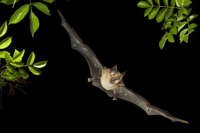 Vol de nuit d’un grand rhinolophe fer-à-cheval, une des 1 300 espèces de chauves-souris.