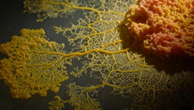 Le blob (« Physarum polycephalum ») peut se déplacer jusqu’à 4 centimètres à l’heure.