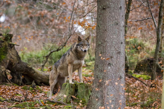 Un loup commun (Canis lupus), en Bavière, en Allemagne.