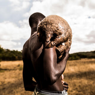*** EDITORS PLEASE NOTE - MINDERS NAMES HAVE BEEN REMOVED, PLEASE DON'T USE MINDERS NAMES ***

*** EXCLUSIVE - VIDEO AVAILABLE ***

HARARE, ZIMBABWE -  OCTOBER 13: Tikki Hywood Trust pangolin minder, 13th October, 2016.

Incredible portraits of a group of men who dedicate their lives to the most trafficked mammal in the world - the pangolin  have been released today as part of a campaign to raise awareness and funds for the protection of the species. Committed minders from the The Tikki Hywood Trust in Zimbabwe work hard to protect the species with a one-on-one care programme. The charity workers are assigned with one pangolin each, where they spend 24 hours a day rehabilitating and walking the majestic mammals so that they can forage naturally. Surprising to most, pangolins are one of the worlds most endangered species, with over one million of them killed every year for their scales, meat and blood. Photographer Adrian Steirn travelled to Zimbabwe to capture the men's complete commitment to the cause they serve and bring much needed awareness to the pangolin.  

PHOTOGRAPH BY Adrian Steirn / Barcroft Images

London-T:+44 207 033 1031 E:hello@barcroftmedia.com - New York-T:+1 212 796 2458 E:hello@barcroftusa.com - New Delhi-T:+91 11 4053 2429 E:hello@barcroftindia.com www.barcroftimages.com (Photo credit should read Adrian Steirn / Barcroft Media via Getty Images / Barcroft Media via Getty Images)