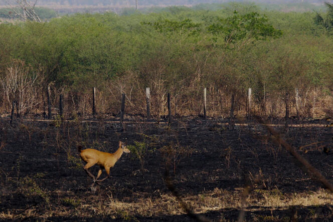 Une zone brûlée de la forêt amazonienne, dans l’écorégion de Pantanal, au Brésil, en octobre 2019.